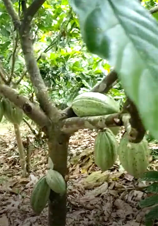 The Cocoa Farm project has planted its seeds and is starting to reap success