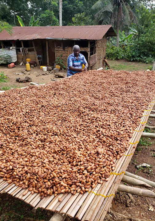 The Cocoa Farm project has planted its seeds and is starting to reap success