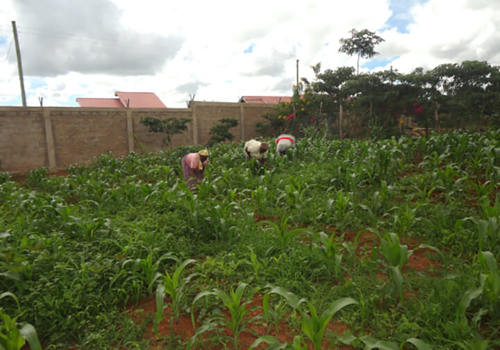 Kenya, Farming.
